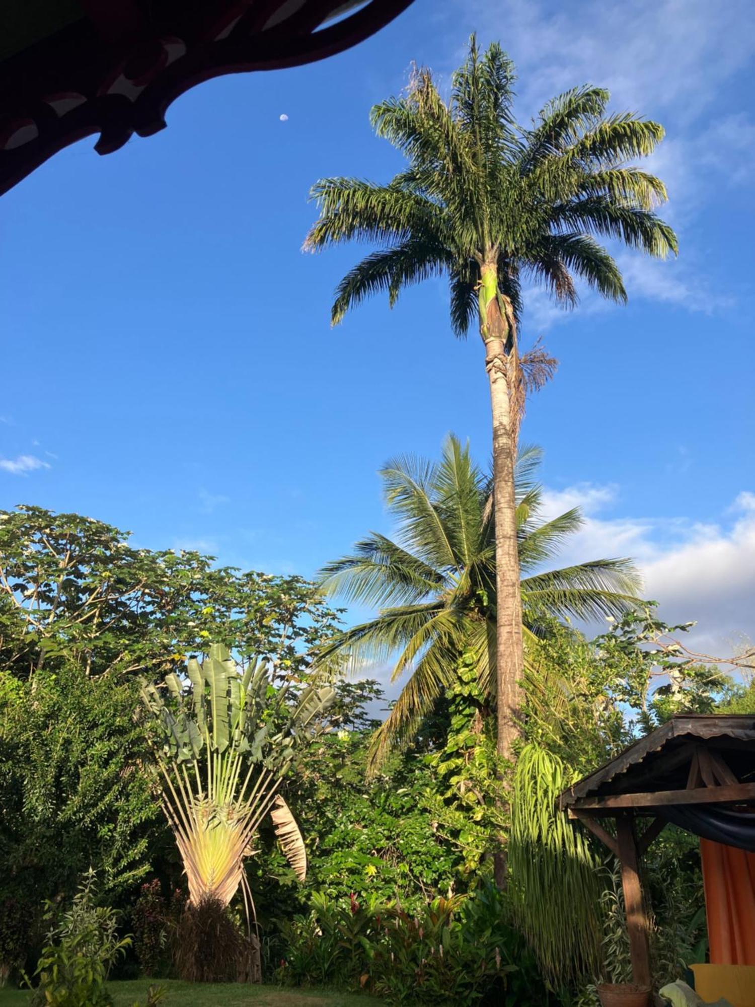 Appartamento Kazamwe Chambre Hotes Petit-Bourg Esterno foto